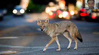 Genetics of Urban Coyotes in Los Angeles, with Javier Monzón , PhD.