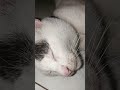 Ngantuk Aku#cat #sipus #catlove #cute #kucing #cutecat #kucinglucu #shortvideo #klanayuda