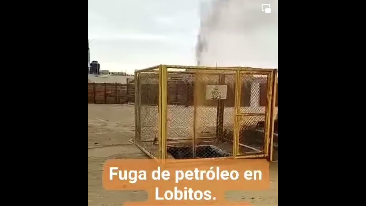 En que plataforma se puede ver cinco lobitos