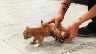 A Tiny Kitten Tries Out His New Wheelchair And Can't Stop Zooming Around