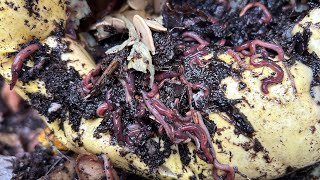 Composting with Craig Ep 276: A Snowy Red Wiggler Worm Bin Check In