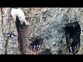 Un ours polaire affamé risque sa vie ! - ZAPPING SAUVAGE