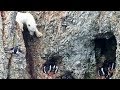 A hungry polar bear risk his life! - WILD ZAPPING