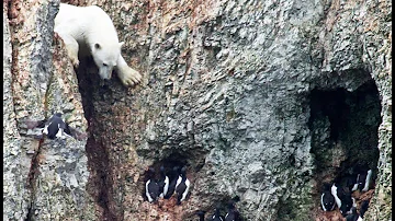 Pourquoi il faut assurer l'ours polaire ?