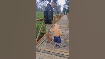 Kebun Teh Tambi Sikatok Wonosobo via Candoroto Temanggung #Kebunteh #kebuntehtambi #wonosobo