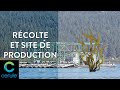 La rcolte de lafa  klamath et le site de production cerule