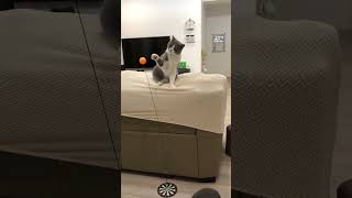 My cat played ping pong🤣