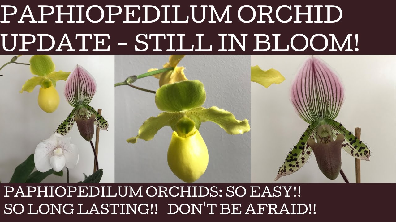 Paphiopedilum orchid care update - mine are STILL in bloom!