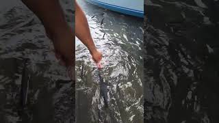 Pescando pez Con la Mano #fishing #pesca #fish