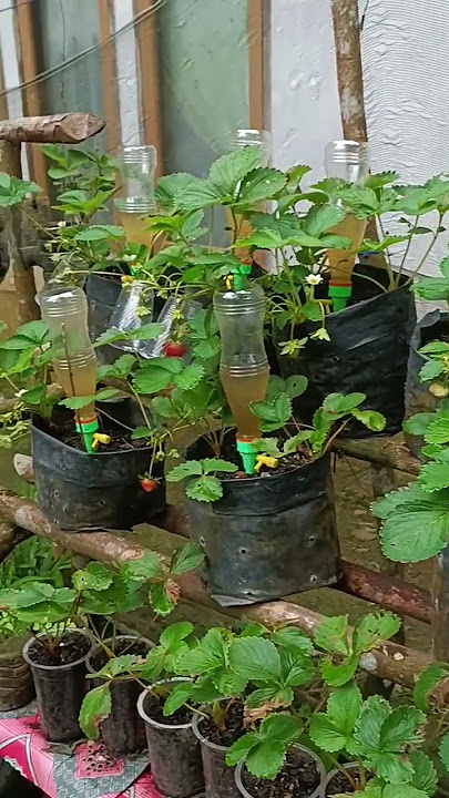 Stroberi Subur di Dataran Rendah #indonesiaberkebun #growyourown