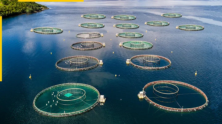 The future of aquaculture. New fish farming technologies