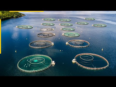 Video: Hva gjør en fiskeoppdretter?