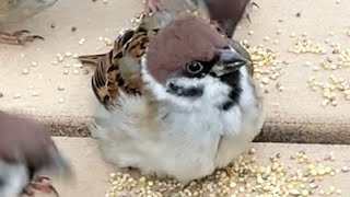 A few days of close coverage of a fluffy sparrow that has a handicap in both legs!! by クロヒナチャンネル 5,473 views 3 months ago 4 minutes, 37 seconds