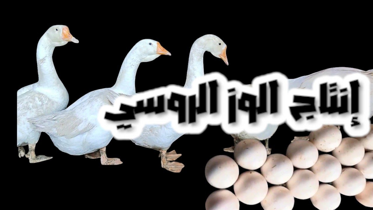 الوز الروسي في مصر                                                 إنتاج الوز الروسي