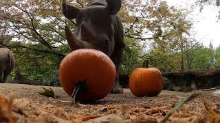 Rhinos King And Jozi Have A Gourd Time With Fall Pumpkins
