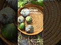 Gartenernte Im Hinterhof Itsmaureenmw Gartenarbeit Youtubemalawi Kürbisseernte