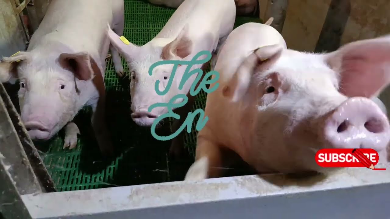 Mešanje hrane... 15.8.2025🌾🍽️