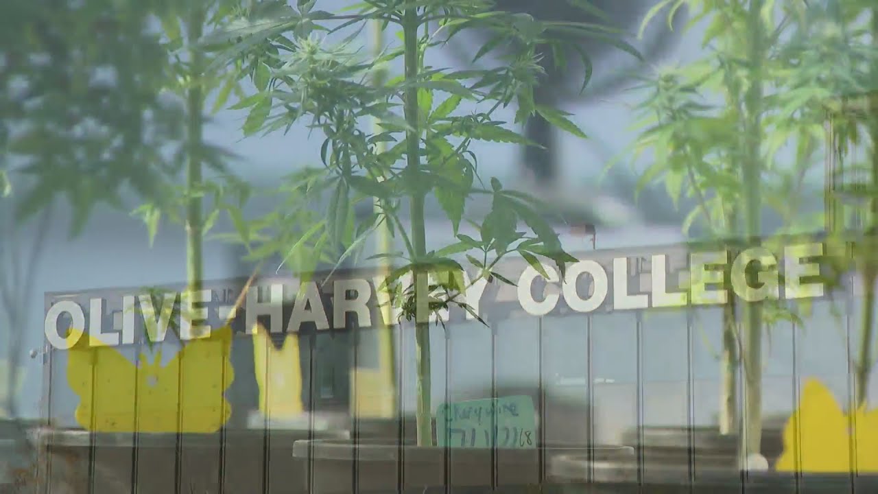 Olive Harvey College set to become first Illinois CC to offer cannabis