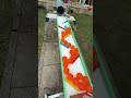 Marble Run ☆ Crepe Dragon Ball Run④