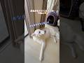 お腹をなでると眠くなっちゃう大型犬【ホワイトシェパード】　#shorts