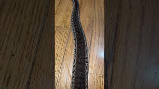 Closer look at Nessie my male elephant trunk snake. He was out for tank maintenance.