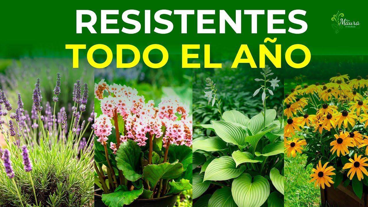 10 plantas PERENNES de exterior RESISTENTES al sol y al frío | Tu jardín perfecto sin esfuerzo