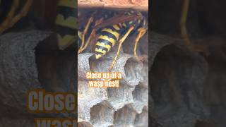 Close up of the wasp and their nest.