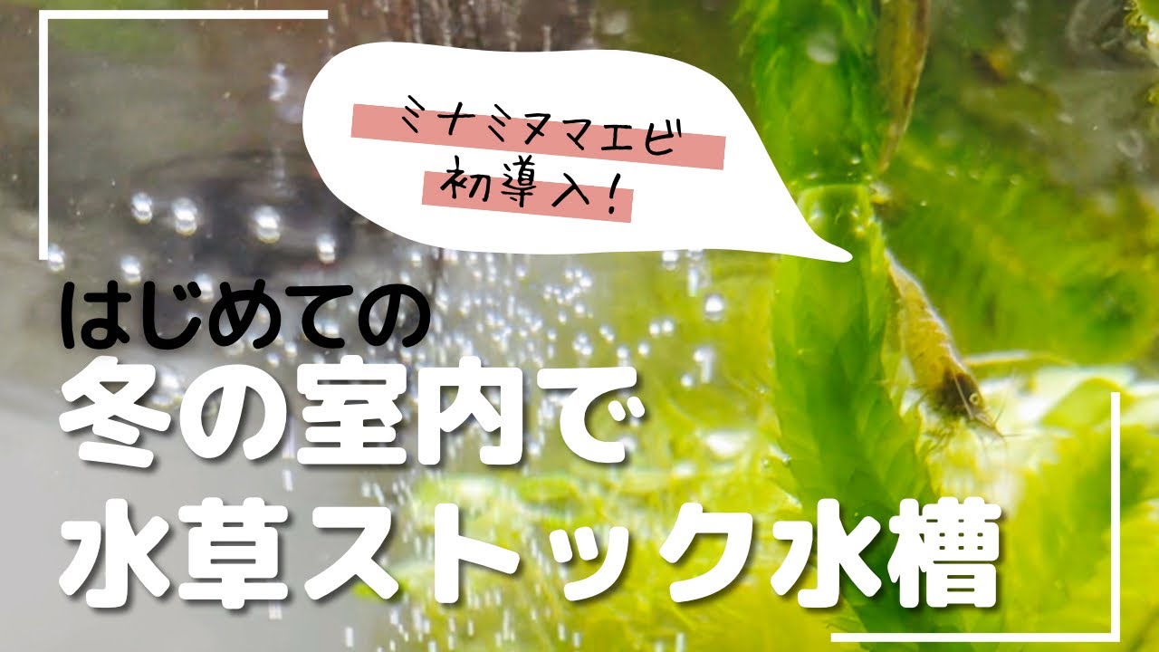 ミナミヌマエビ 冬でも水草育てたい ライトだけで成長する メダカ 浮草 初めての Youtube