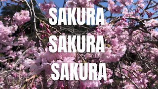 Sakura, SAKURA, Cherry Blossoms - Where and When in Japan (March and April) 🌸