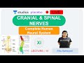 L15: Cranial and Spinal Nerves | Human Neural System (Pre-medical-NEET/AIIMS) | Ritu Rattewal