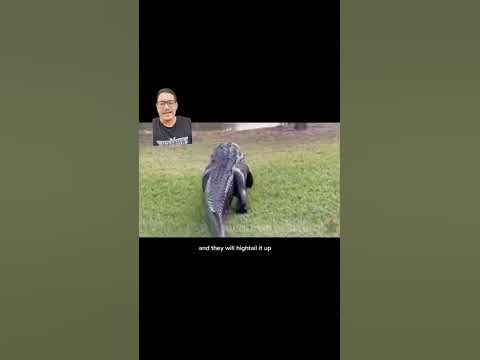 Alligators could be ANYWHERE - YouTube