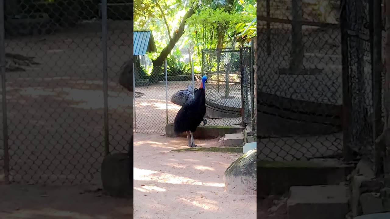 Meet the Deadly Cassowary | Wild Animal Shorts 