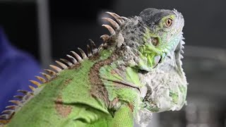 IGUANAS - La iguana verde como mascota. ¿Cómo es? ¿Qué necesita? ¿Qué come?