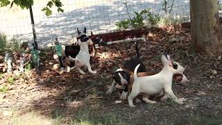 Bull Terriers puppies