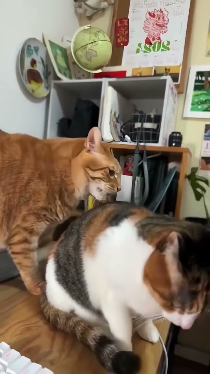 【AAKE】AMAZED CAT HALF T Baby Lasagna Cats | TikTok
