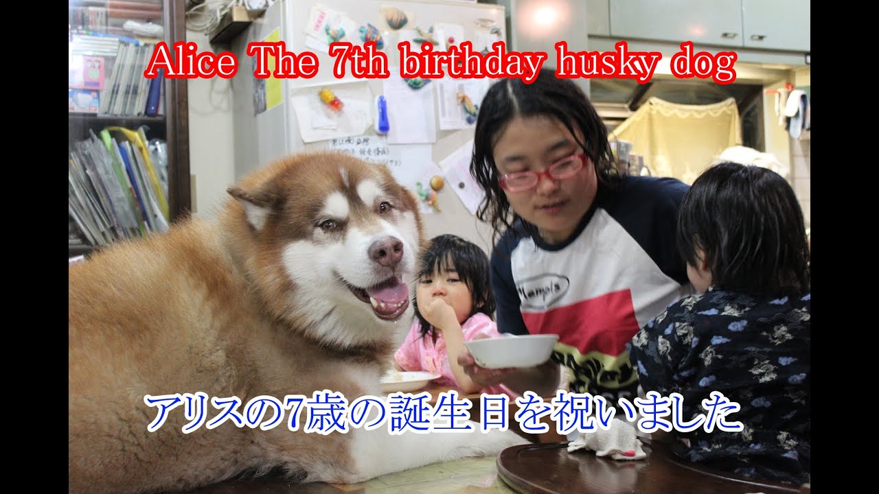 Alice the husky's 7th birthday - YouTube