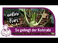 Kohlrabi anbauen  online kurs teil1