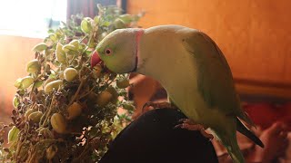 Talking parrot eating New Chana
