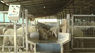 This video is about our new all stainless steel feeding table for sheep and goats with individual head locking of the animals. Strong 