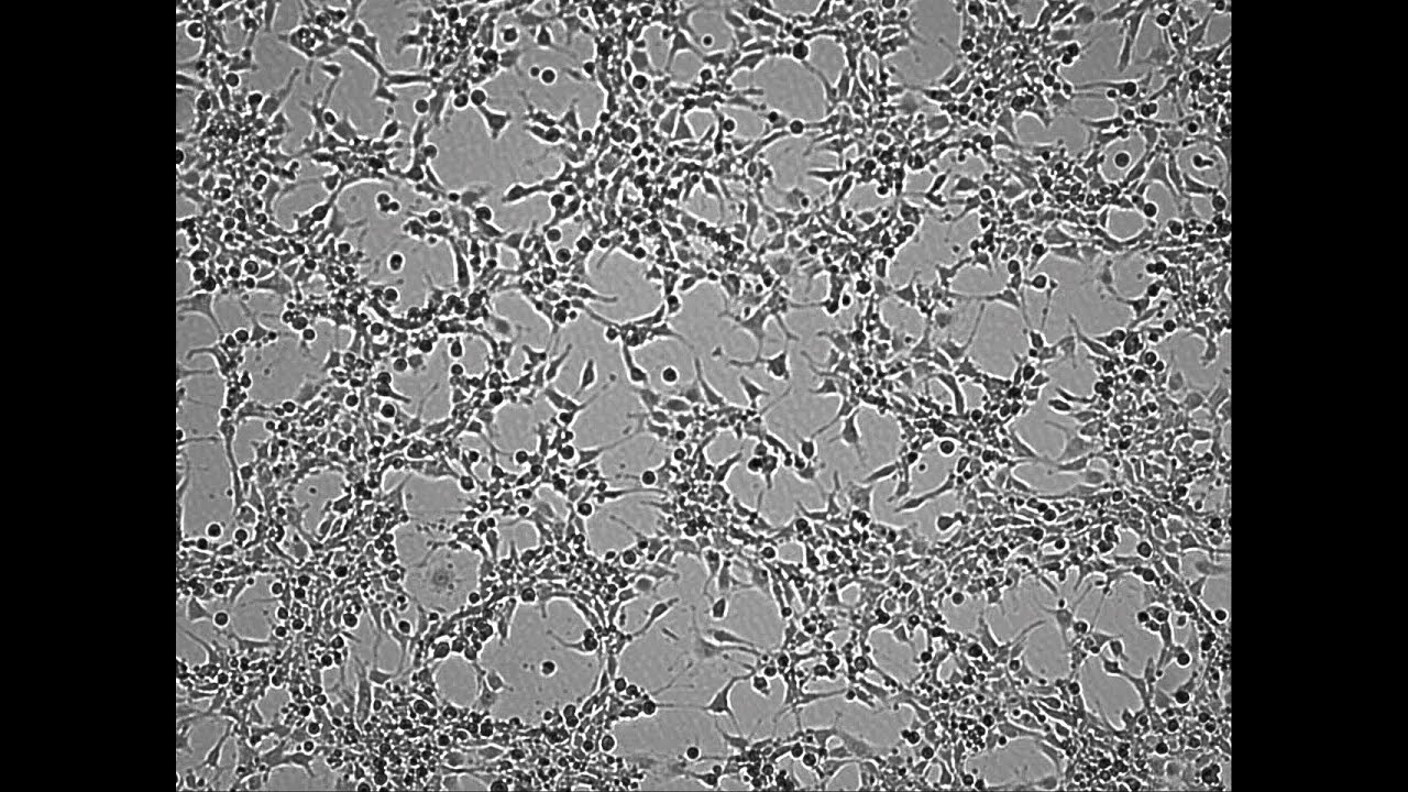 NIH-3T3 APOPTOSIS 80X 