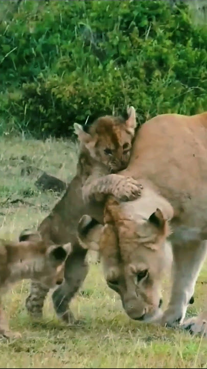 Lion Cubs Playing with Mom | #shorts#lioness#animals