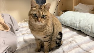 まあたねこを ねこまた - 光文社
