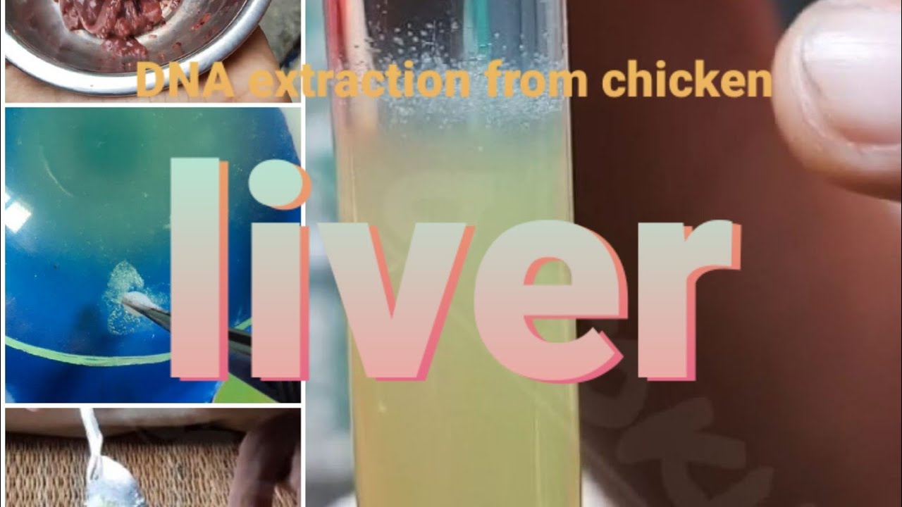 DNA EXTRACTION FROM CHICKEN LIVER YouTube