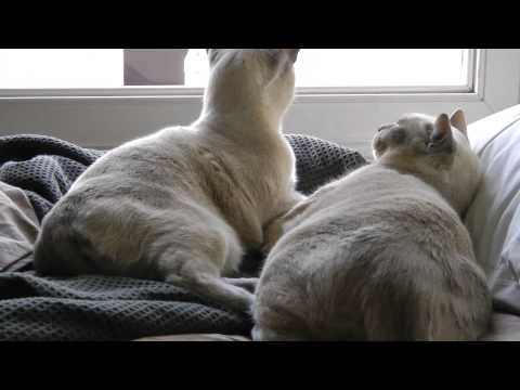 Cat Scares Th S*** out of Another Cat, Very Funny