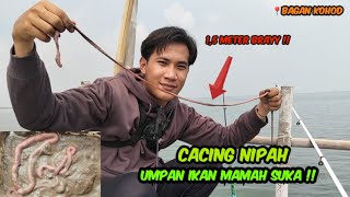 Mancing mengunakan umpan cacing Nipah super gacor !!