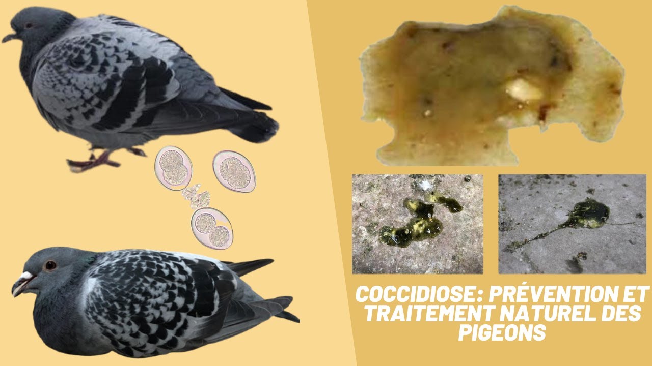 Coccidiose prévention et traitement naturel des pigeons YouTube — free download