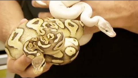 Snake Bytes TV - Snake Genetics For Dummies