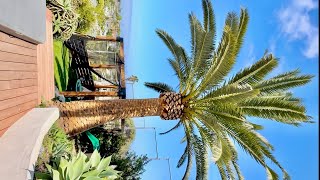 Cómo poder hacer la piña a una palma Canaria con la motosierra,Phoenix Canariensis #ramborista