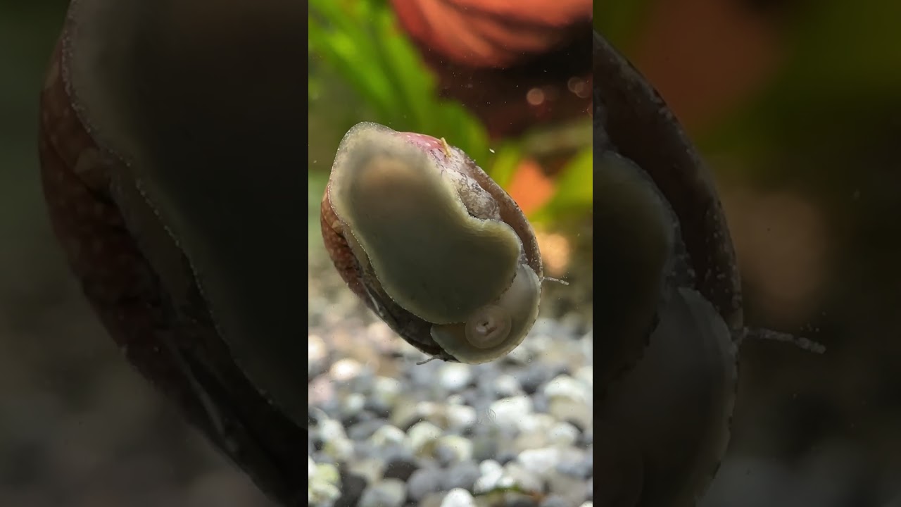 Clithon sowerbyana Pink Faszinierende Geweihschnecke im Aquarium Nerite Snail Feeding 