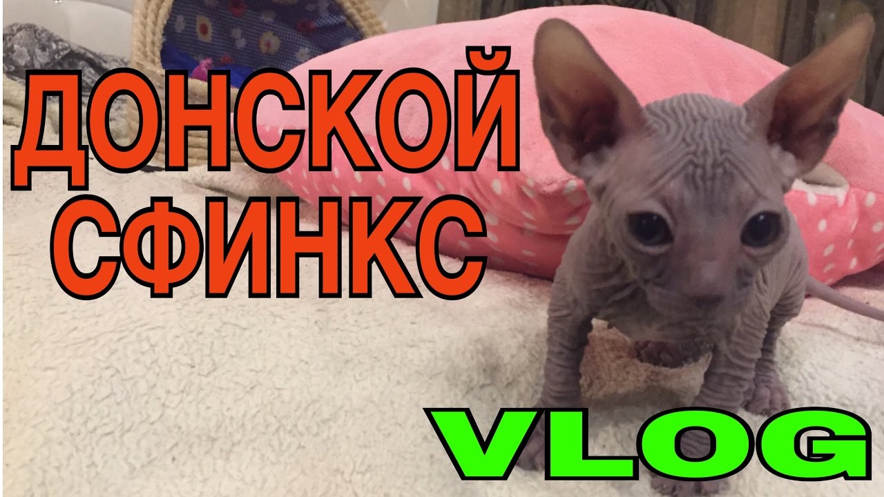 VLOG: Донской сфинкс